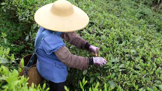 生态茶园采茶春茶采摘