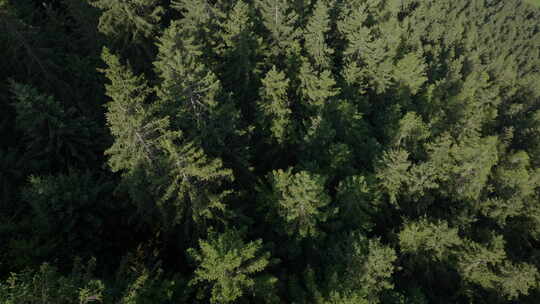 在郁郁葱葱的森林中拍摄的松树视频素材模板下载