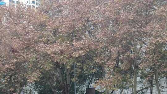 秋天枯黄树枝树叶植物森林城市秋天