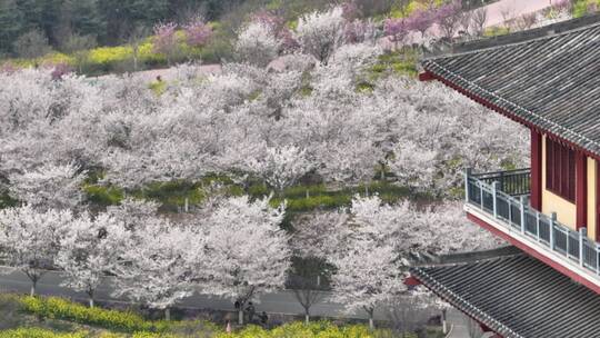 孤柏渡飞黄旅游区樱花园鲜花盛开