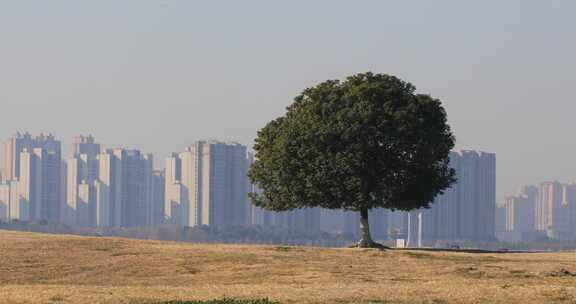 湖边开阔草地上一棵孤独的树后的城市远景