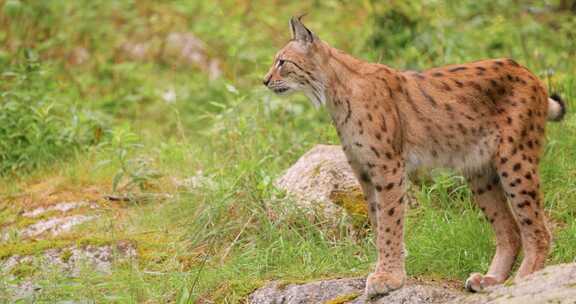 森林中的欧亚山猫（Lynx lynx）。