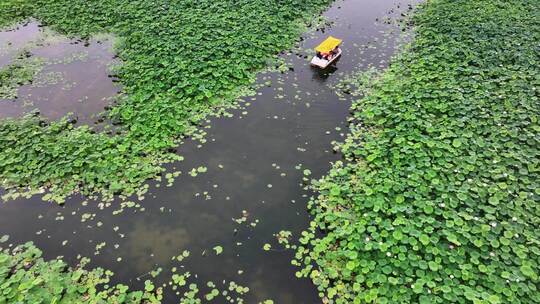 有河道游船的荷塘风景航拍