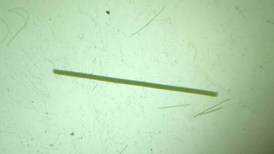 显微镜下的微观世界微生物 颤藻1