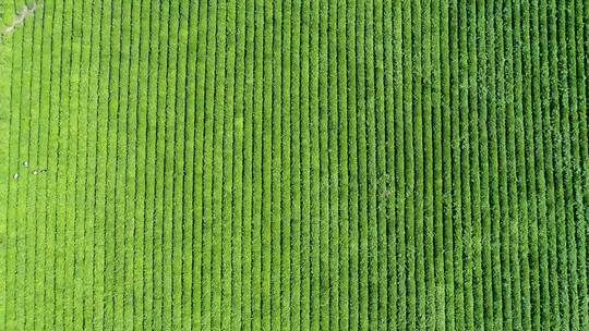 茶叶茶山采茶茶园茶叶红茶绿茶春茶茶叶茶