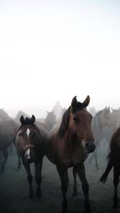 大雾中的马群