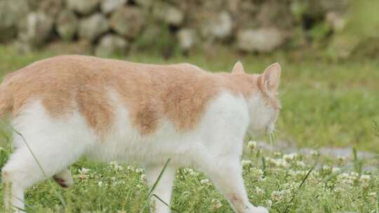 宠物花猫在草丛走特写