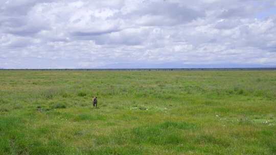 坦桑尼亚塞伦盖蒂平原萨凡纳鬣狗