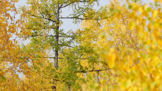 深秋森林自然景色 黄绿相间的树  一目九岭