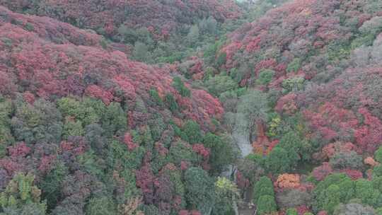 秋天的红叶美景 漫山黄栌红遍 爱在深秋