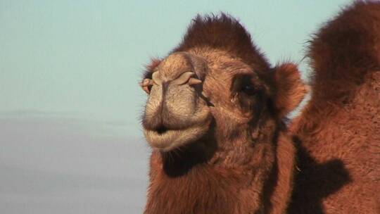 骆驼看着镜头