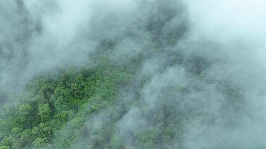 云雾森林云海树林航拍森林雨天森林俯拍树林