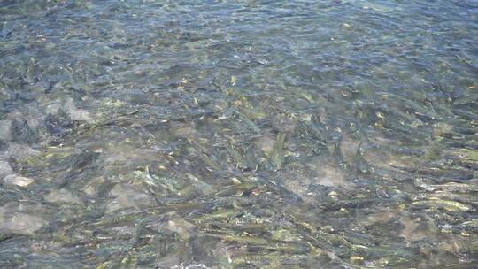 青海湖 湟鱼 保护动物 湖水 旅行 唯美