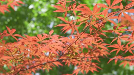 实拍夏天阳光下的枫树植物风景特写视频素材