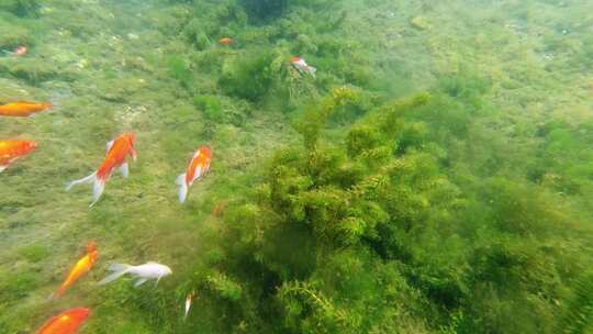 济南护城河黑虎泉水下鱼群