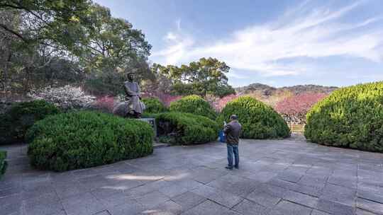 杭州西湖孤山 鲁迅像 春天 梅花季 延时