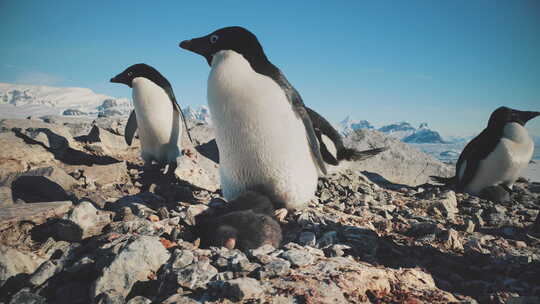阿德利企鹅南极洲野生海岸相机视图