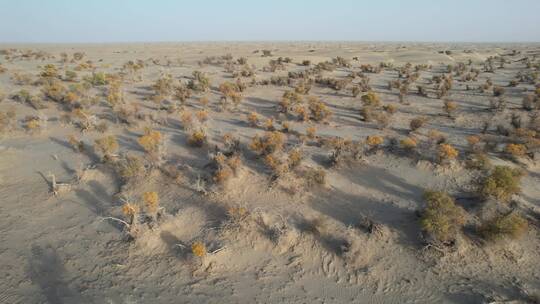 新疆塔克拉玛干沙漠胡杨林自然风光视频素材模板下载