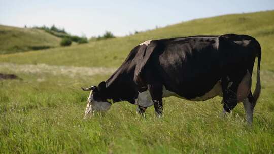 绿色牧场上吃草的奶牛
