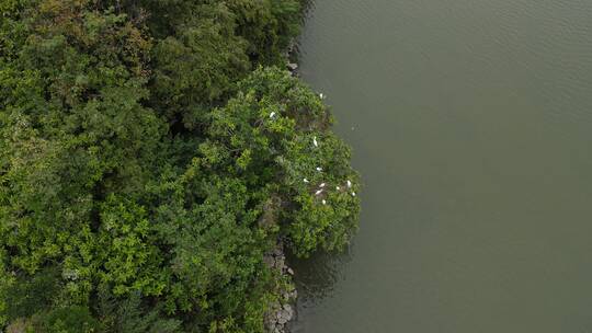 江边树林栖息的候鸟视频素材模板下载