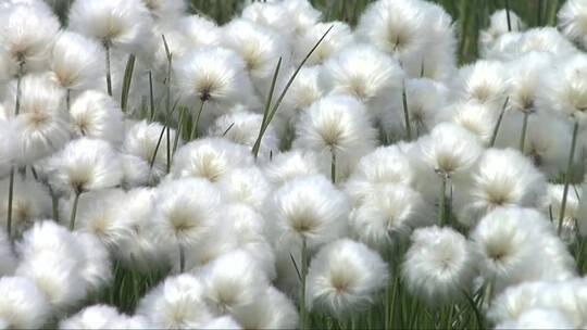 白色的鲜花在风中摇摆
