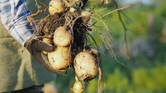 农民拿着刚挖出来的土豆