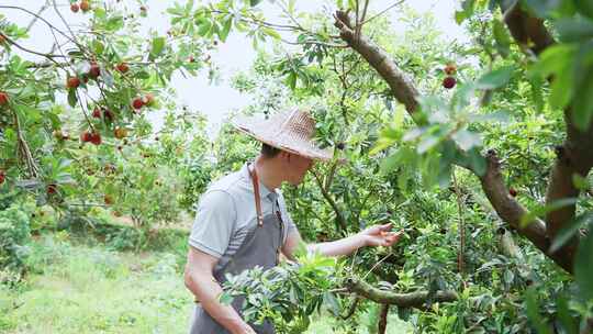 男性农民采摘杨梅视频素材模板下载