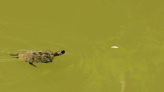 海龟在绿色的池塘里游泳
