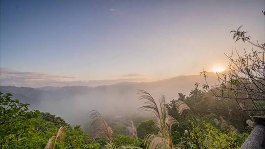 山顶植物芦苇夕阳落日延时