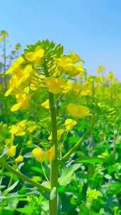 春天油菜花盛开，蜜蜂忙着采蜜