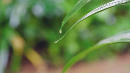 生命力春天春雷春雨春天绿植C0063视频素材模板下载