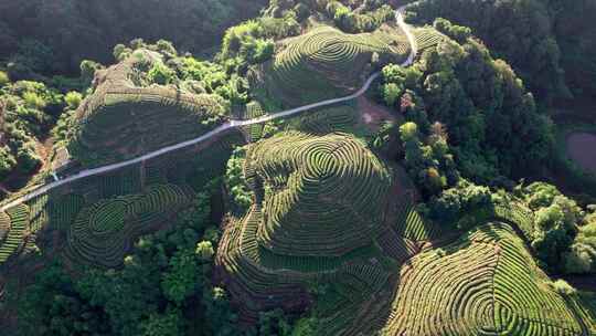 四川雅安市名山区大地指纹茶园茶山白昼航拍