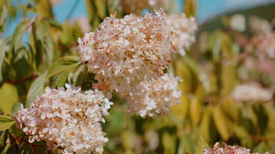 蜜蜂采丁香花蜜