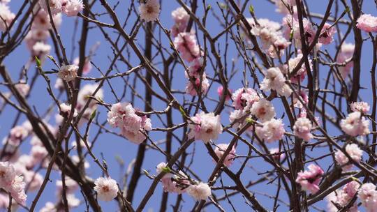 【镜头合集】春季花朵鲜花粉色桃花
