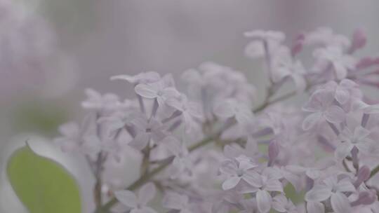 丁香花微距LOG