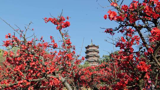 云南蜜蜂采食木瓜花、昙华寺