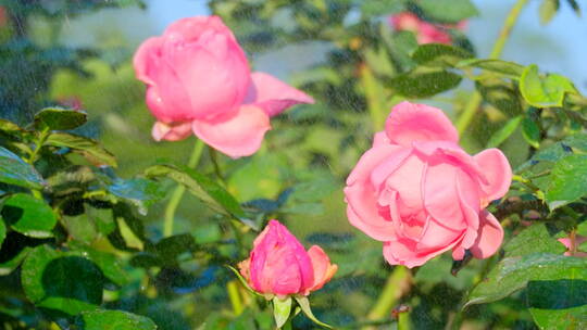 雨中的玫瑰花 月季花 鲜花 花朵视频素材模板下载