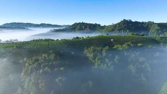 云雾缭绕的茶山