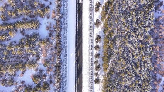 被雪覆盖的道路与两旁的树林