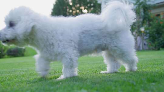 狗，花园，Coton De Tulear