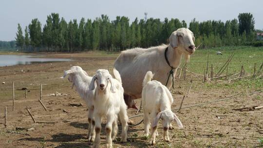 山羊 小羊羔 一群羊 母爱 动物母爱