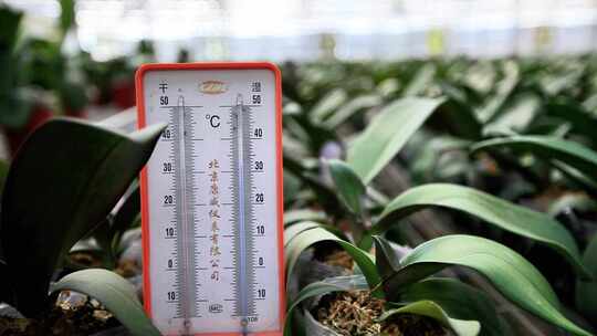温室大棚 绿植 温度计 农业 蔬菜大棚