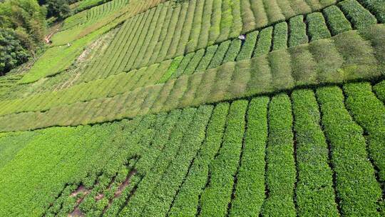 茶园茶叶茶茶山绿茶农业茶海采茶茶文化航拍