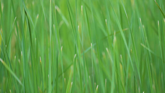 风吹草动唯美绿色草丛
