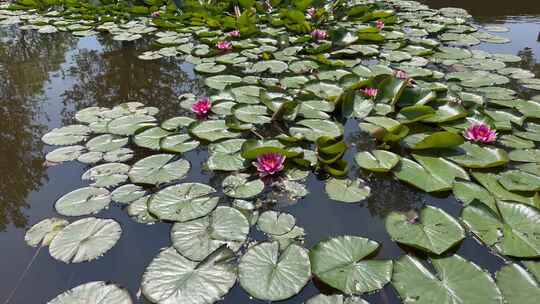 水花卉  池塘 开花