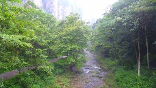 航拍绿色森林晨雾中的清澈溪流张家界金鞭溪