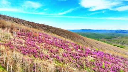 航拍大兴安岭春季山林杜鹃花海