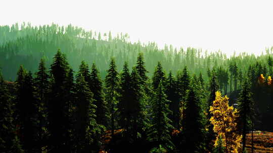 宁静的森林场景与一簇雄伟的松树