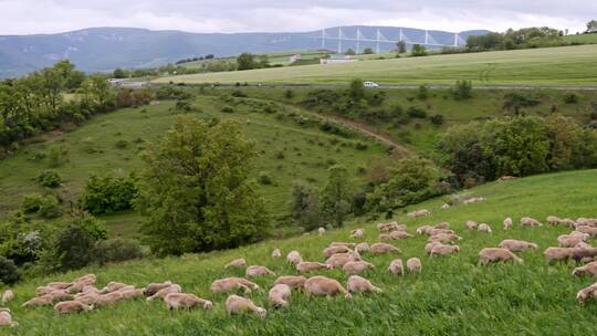 法国米约罗克福奶酪厂放羊七百只四处走动