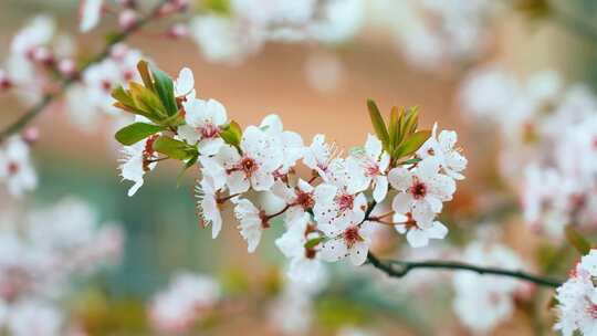 春暖花开生机勃勃李子花绽放